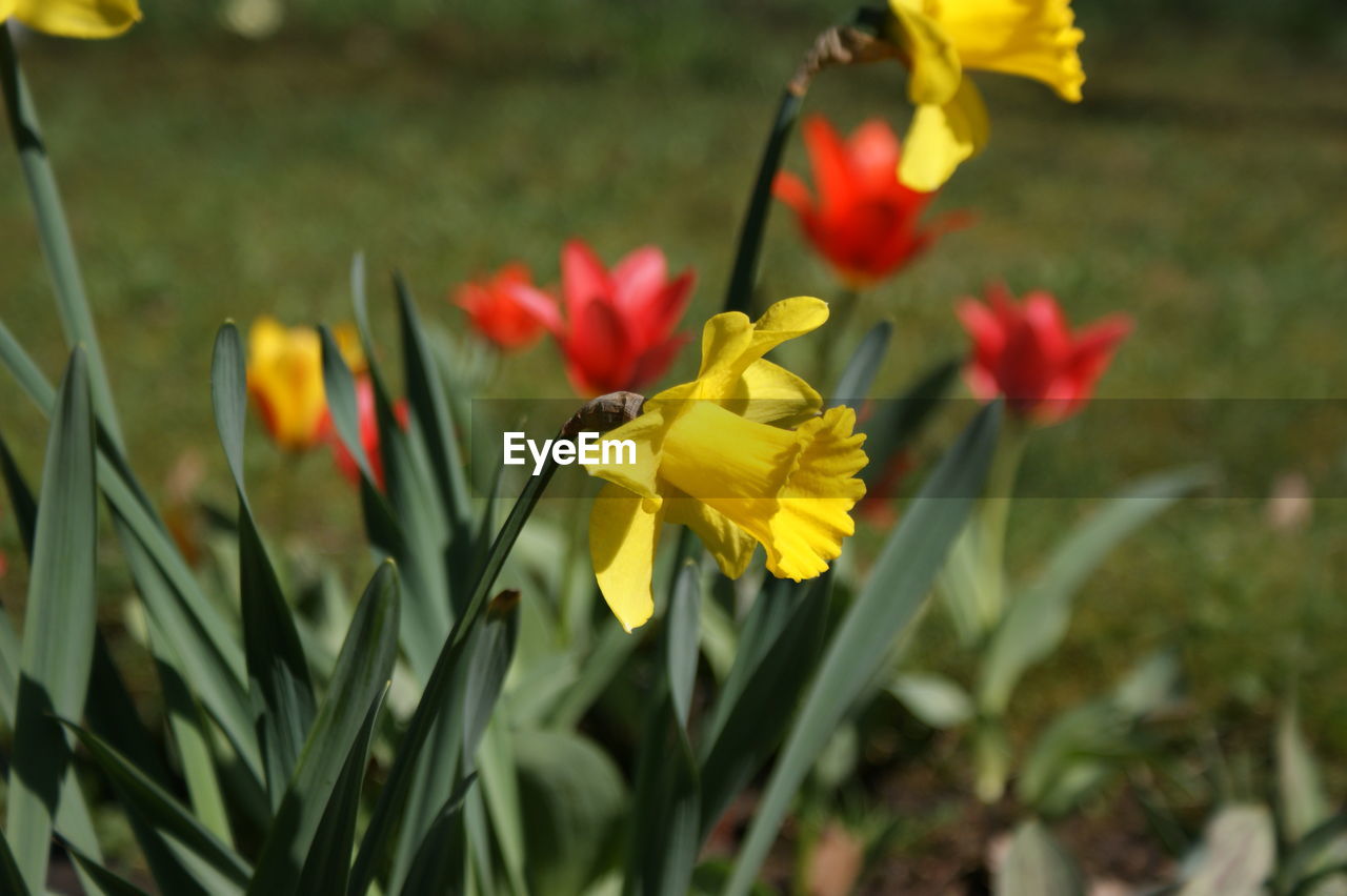 CLOSE-UP OF YELLOW FLOWERS BLOOMING