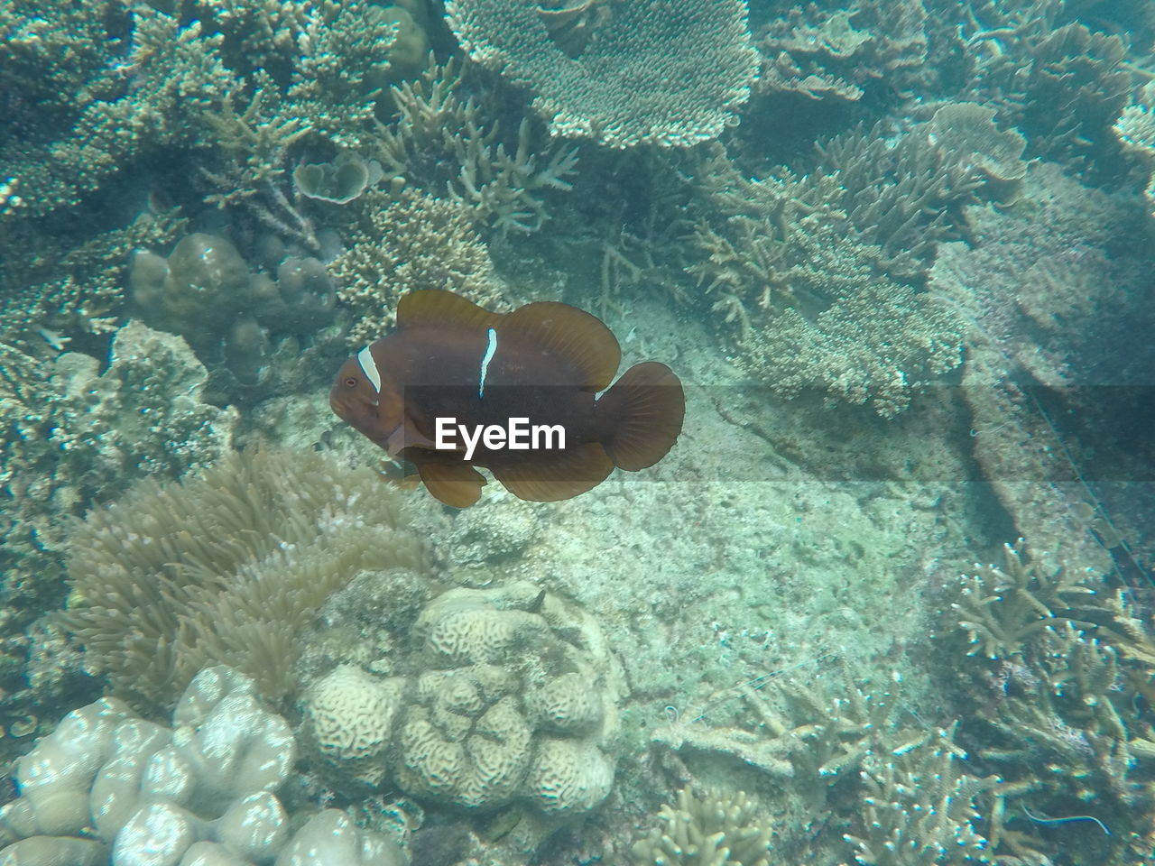 FISH SWIMMING IN SEA