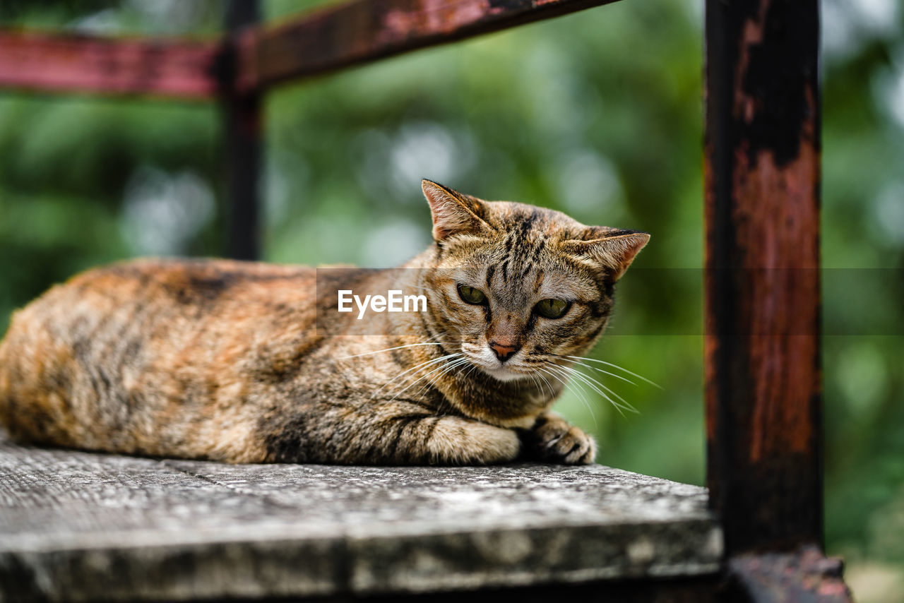 CLOSE-UP OF A CAT SITTING ON WOOD