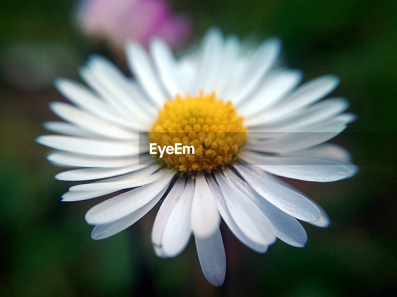 Close-up of white flower against blurred background