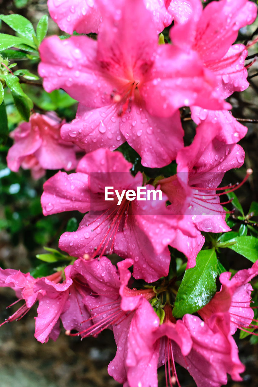 CLOSE-UP OF PINK FLOWERS