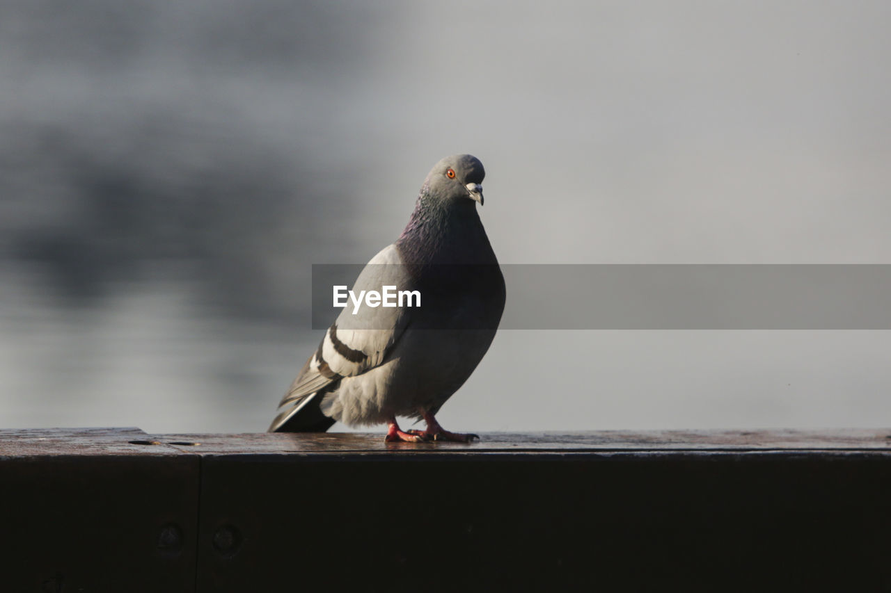 Close-up of bird perching on railing against wall