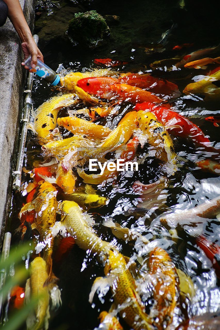 HIGH ANGLE VIEW OF FISH SWIMMING IN WATER