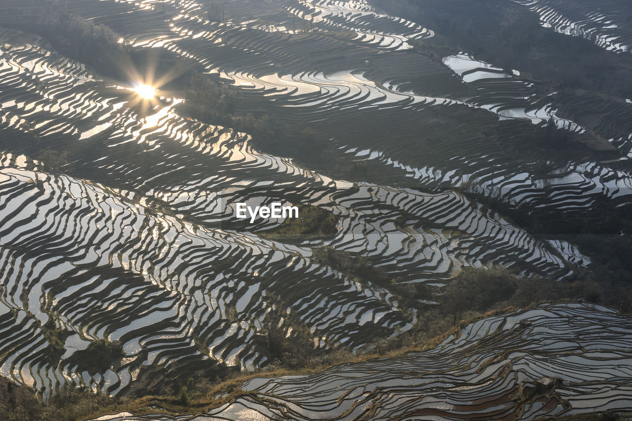 FULL FRAME SHOT OF RICE PADDY