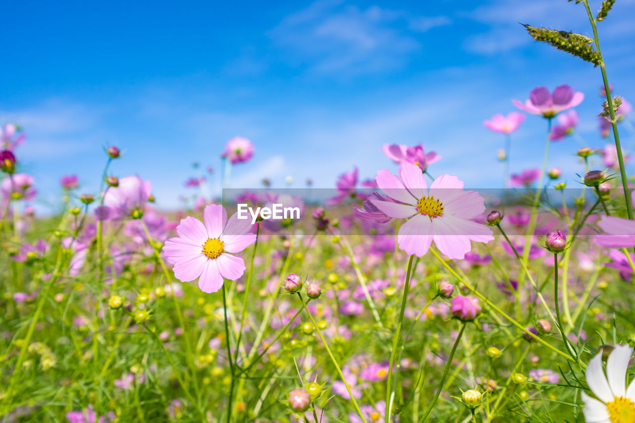 Close-up of pink cosmos flowers