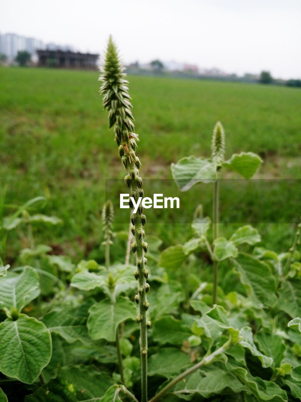 Close-up of crop in field