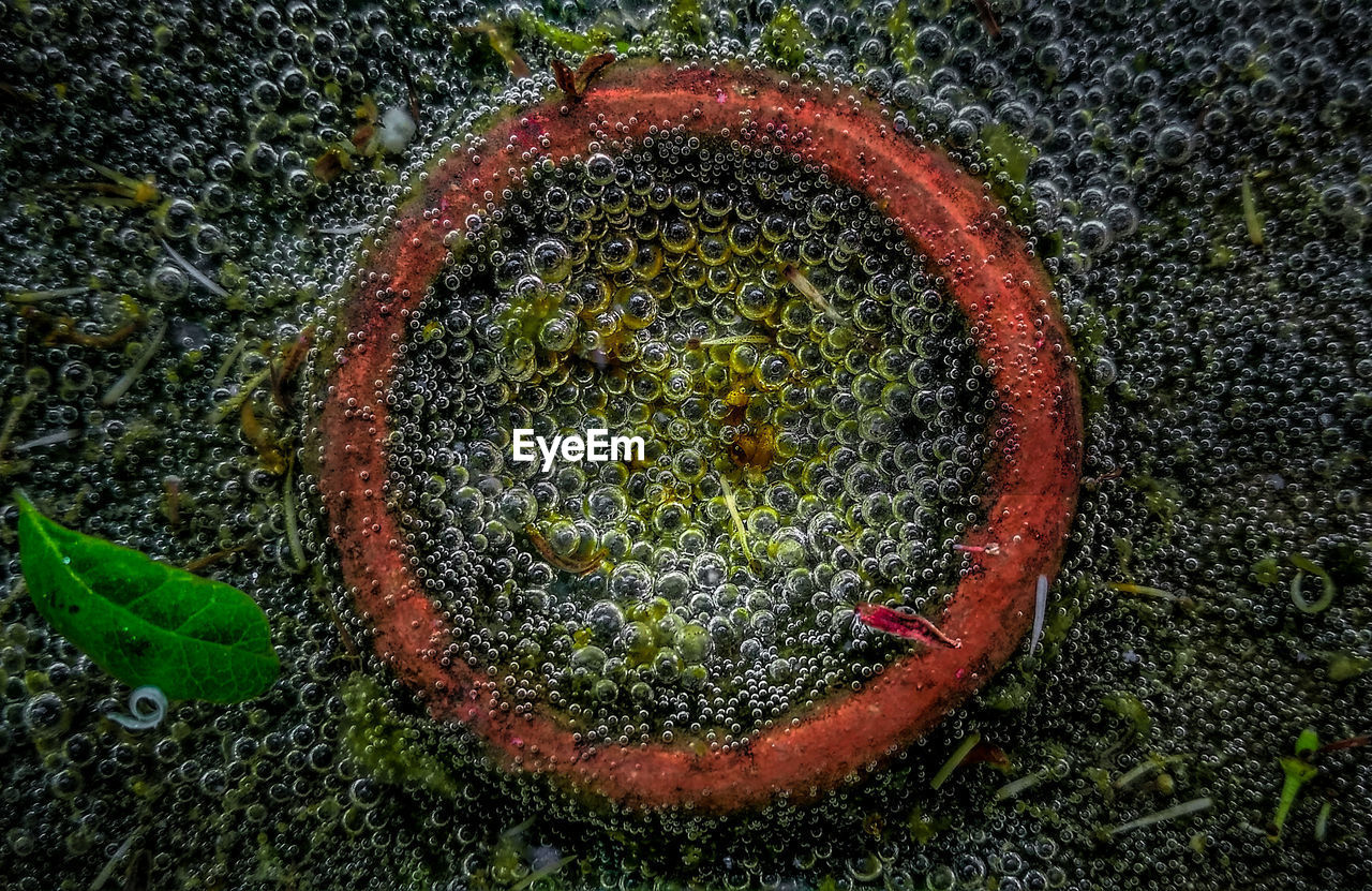 CLOSE-UP OF GRASS