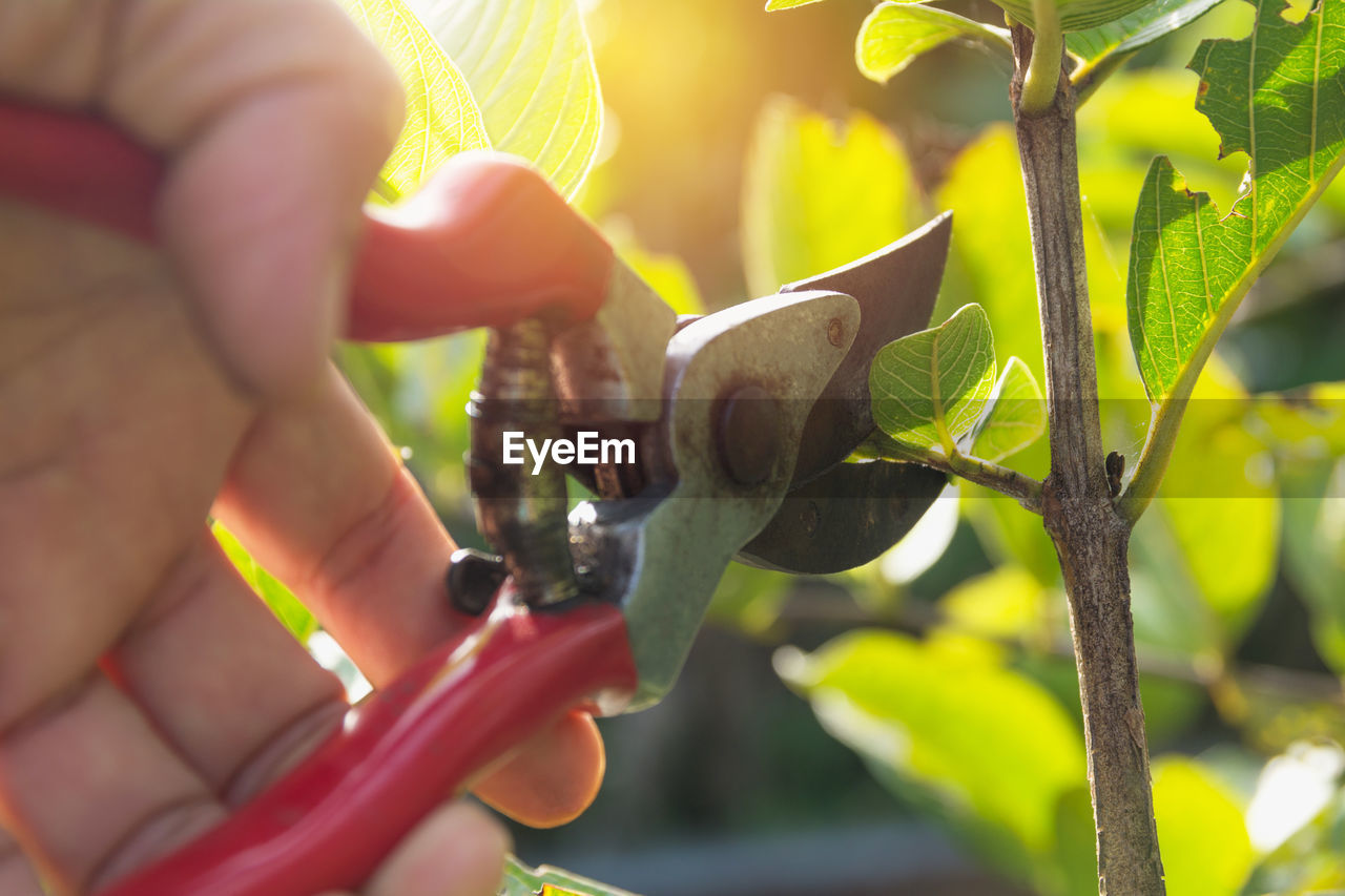 Close-up of person cutting plants with pruning shears