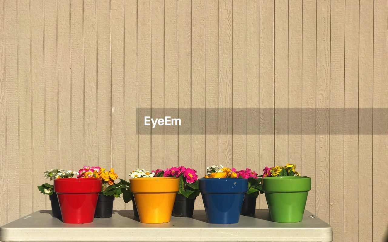 Potted plants in pot against wall