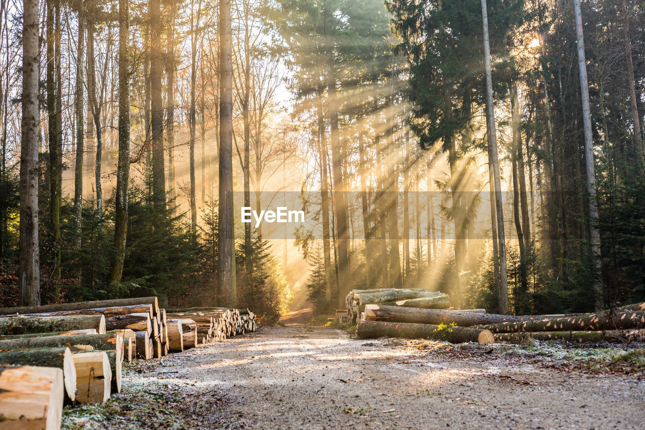 Scenic view of forest during sunrise