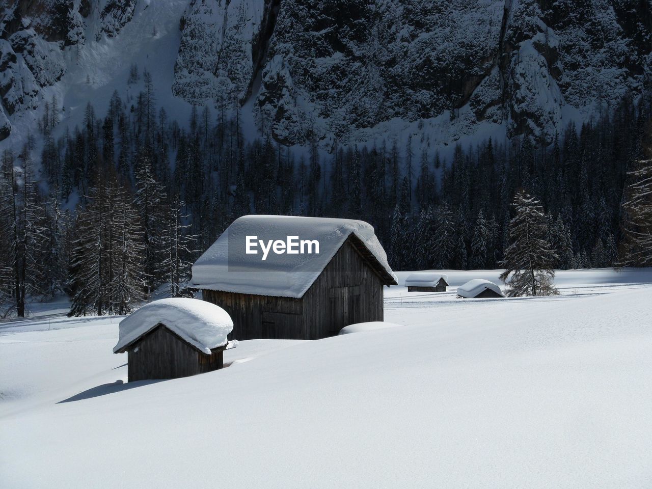 Snow covered land and trees by houses in forest