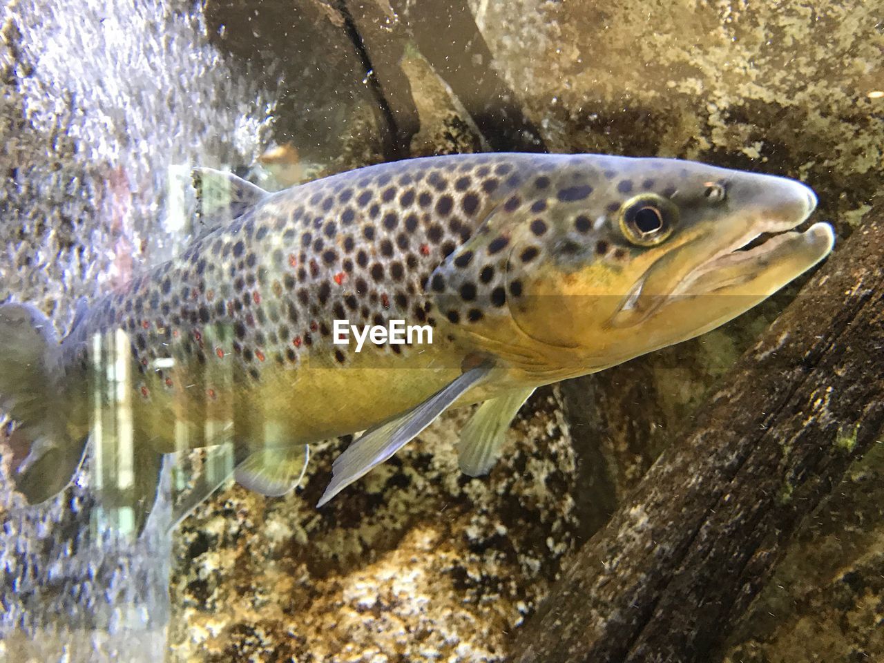 CLOSE-UP OF FISH UNDERWATER