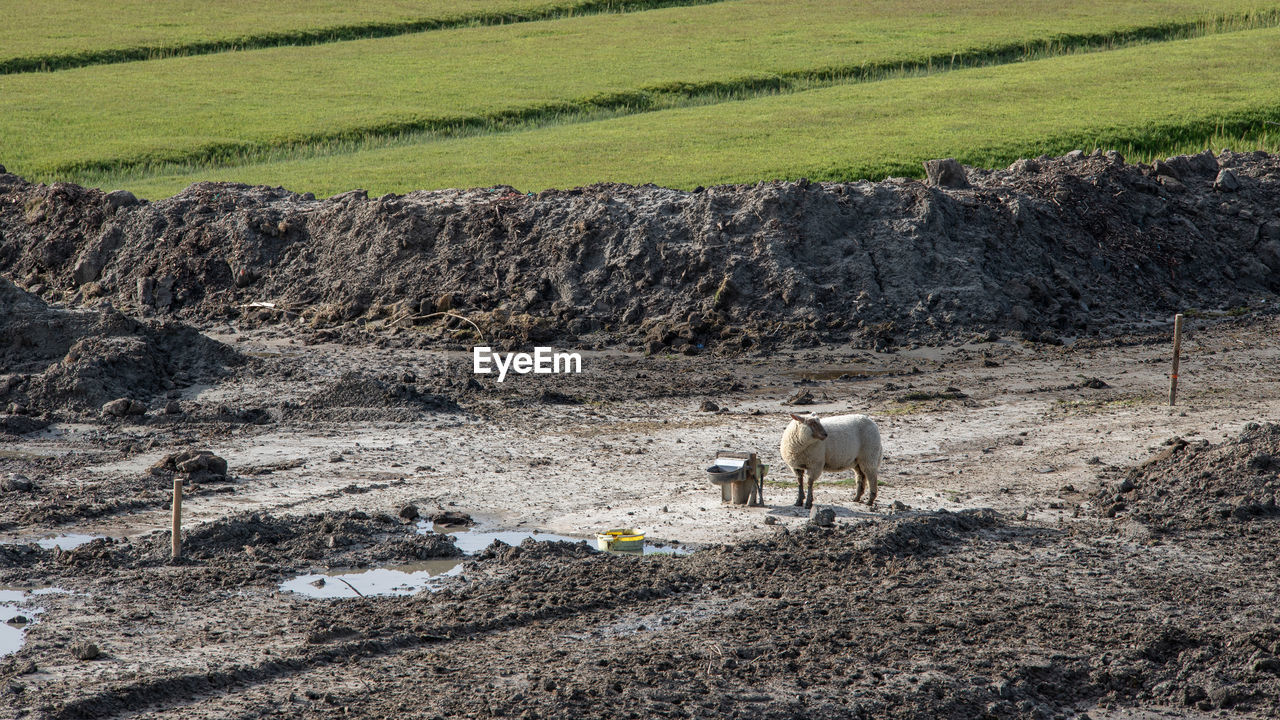 View of sheep on field