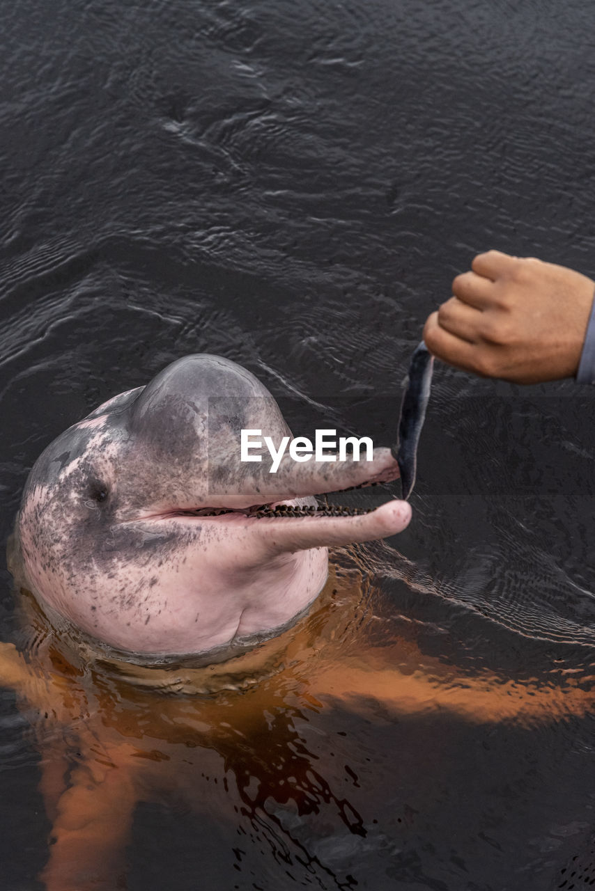 Man feeding and interacting with pink dolphing in negro river