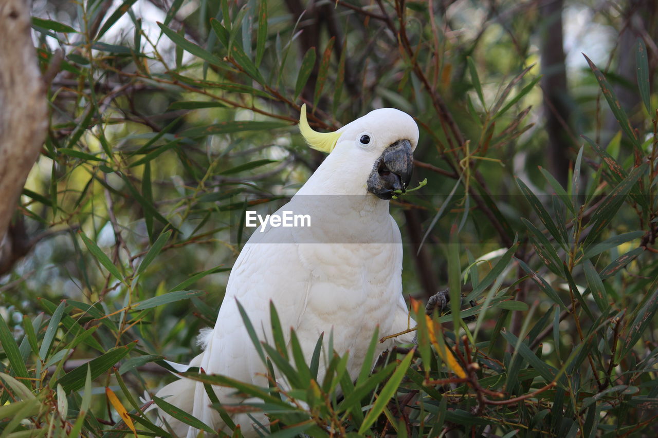 Close-up of a bird perching on plant