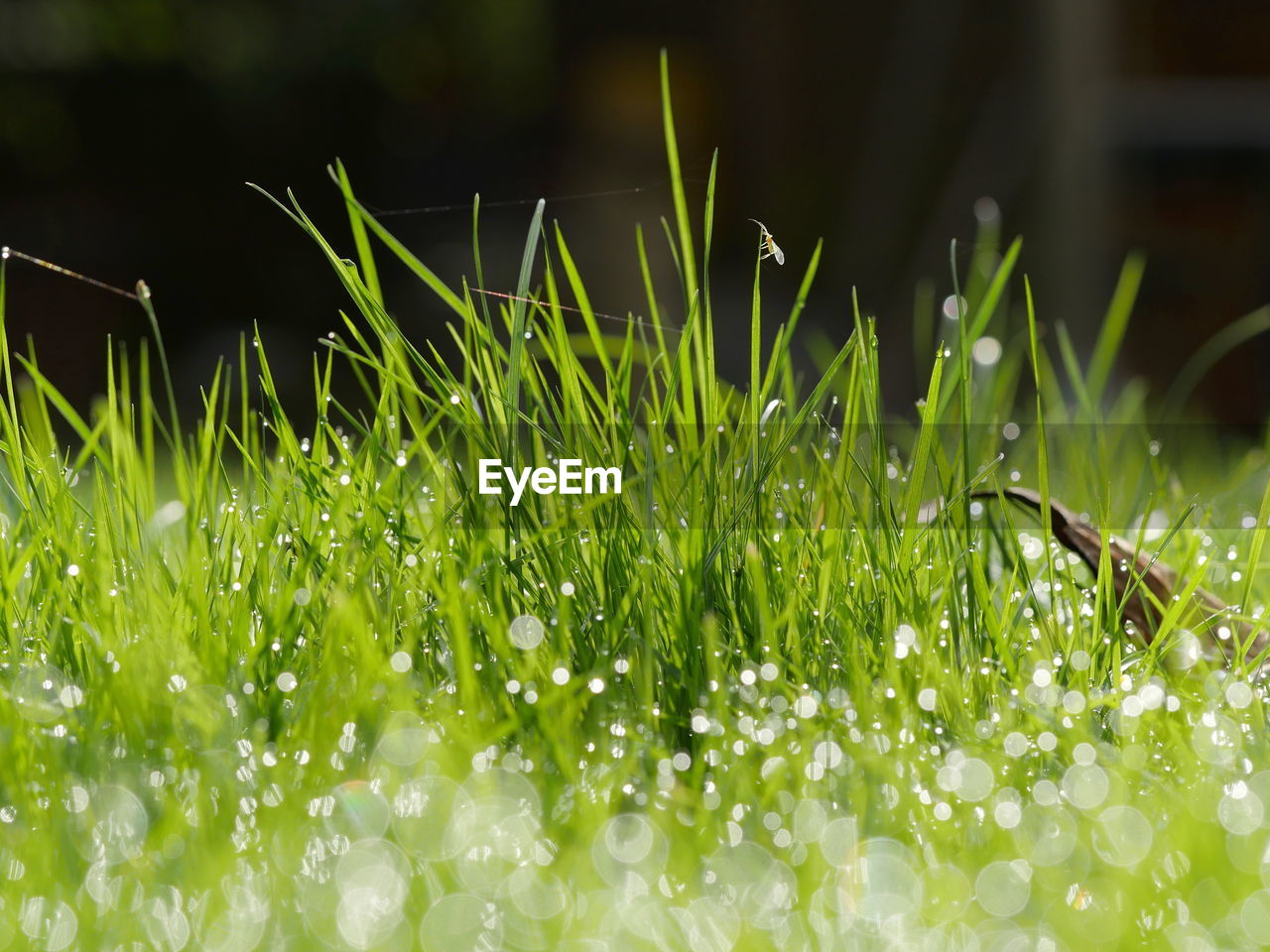 CLOSE-UP OF GRASS GROWING OUTDOORS