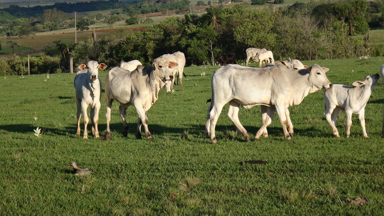 HORSES ON FIELD