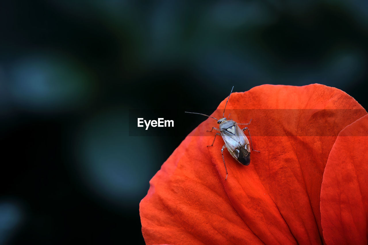 CLOSE-UP OF INSECT ON RED ROSE