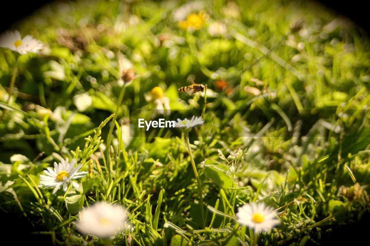 Close-up of bee flying by flowers growing on field