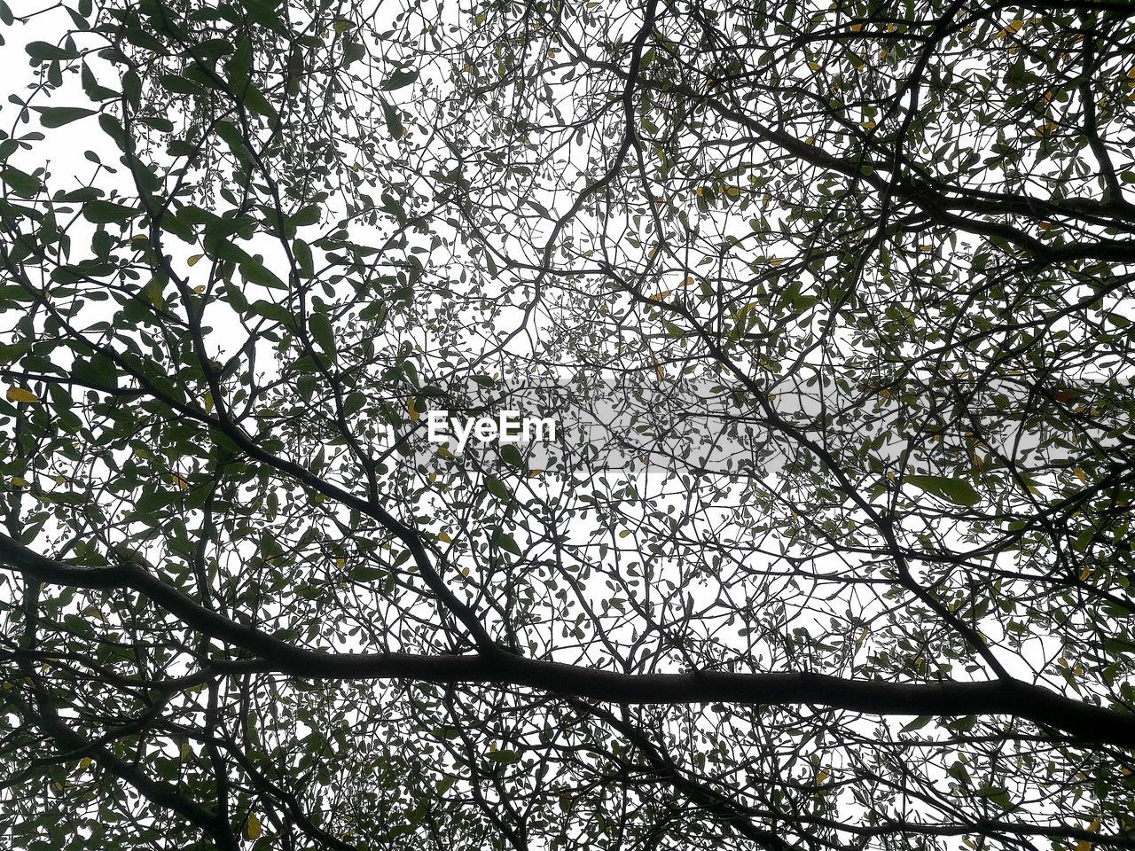 LOW ANGLE VIEW OF TREES AND PLANTS IN FOREST