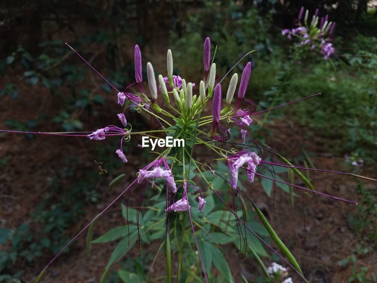 CLOSE-UP OF PURPLE WILDFLOWERS