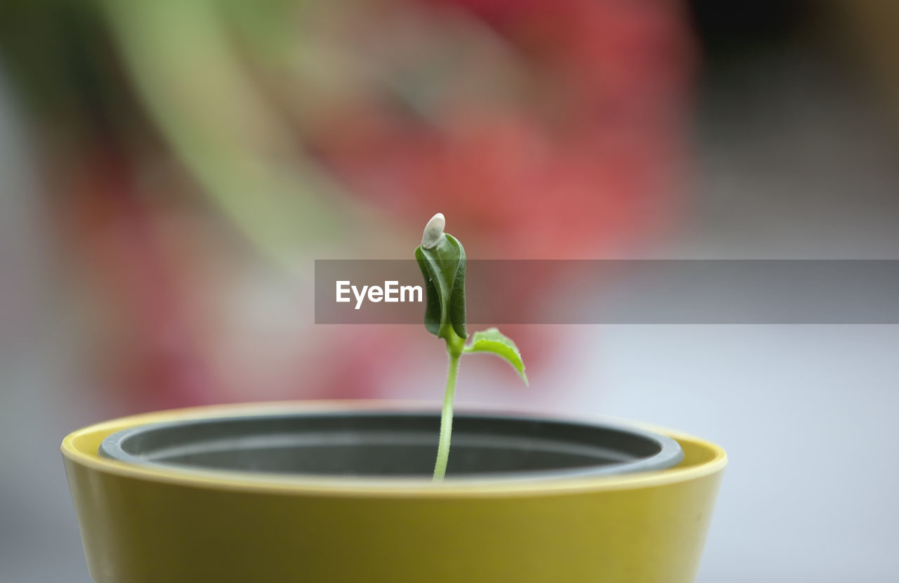 CLOSE-UP OF GREEN PLANT IN CUP