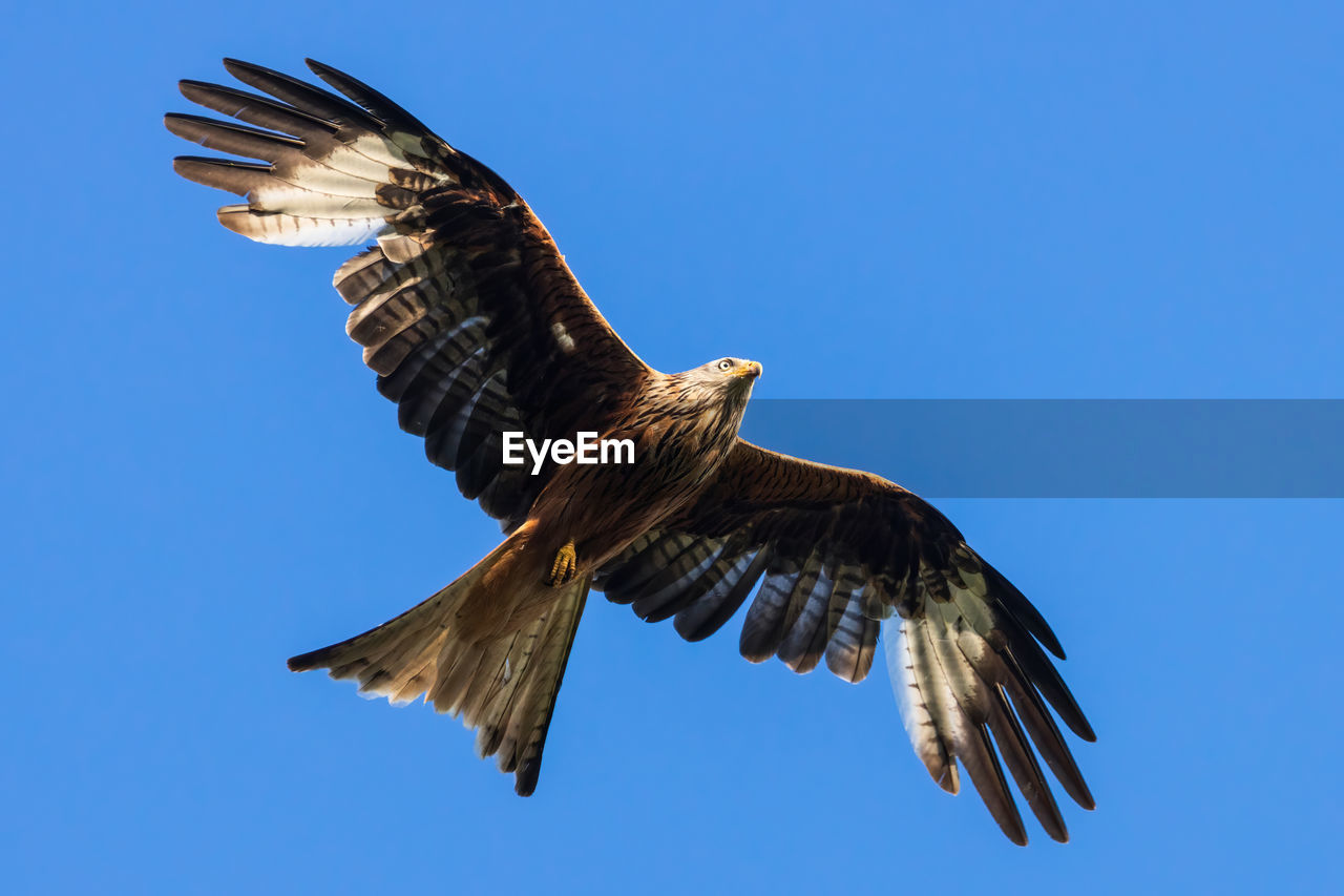 LOW ANGLE VIEW OF EAGLE FLYING AGAINST SKY