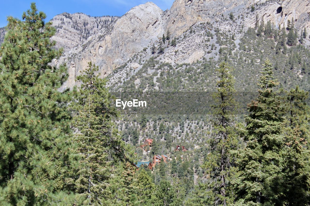 PLANTS AND TREES IN MOUNTAINS