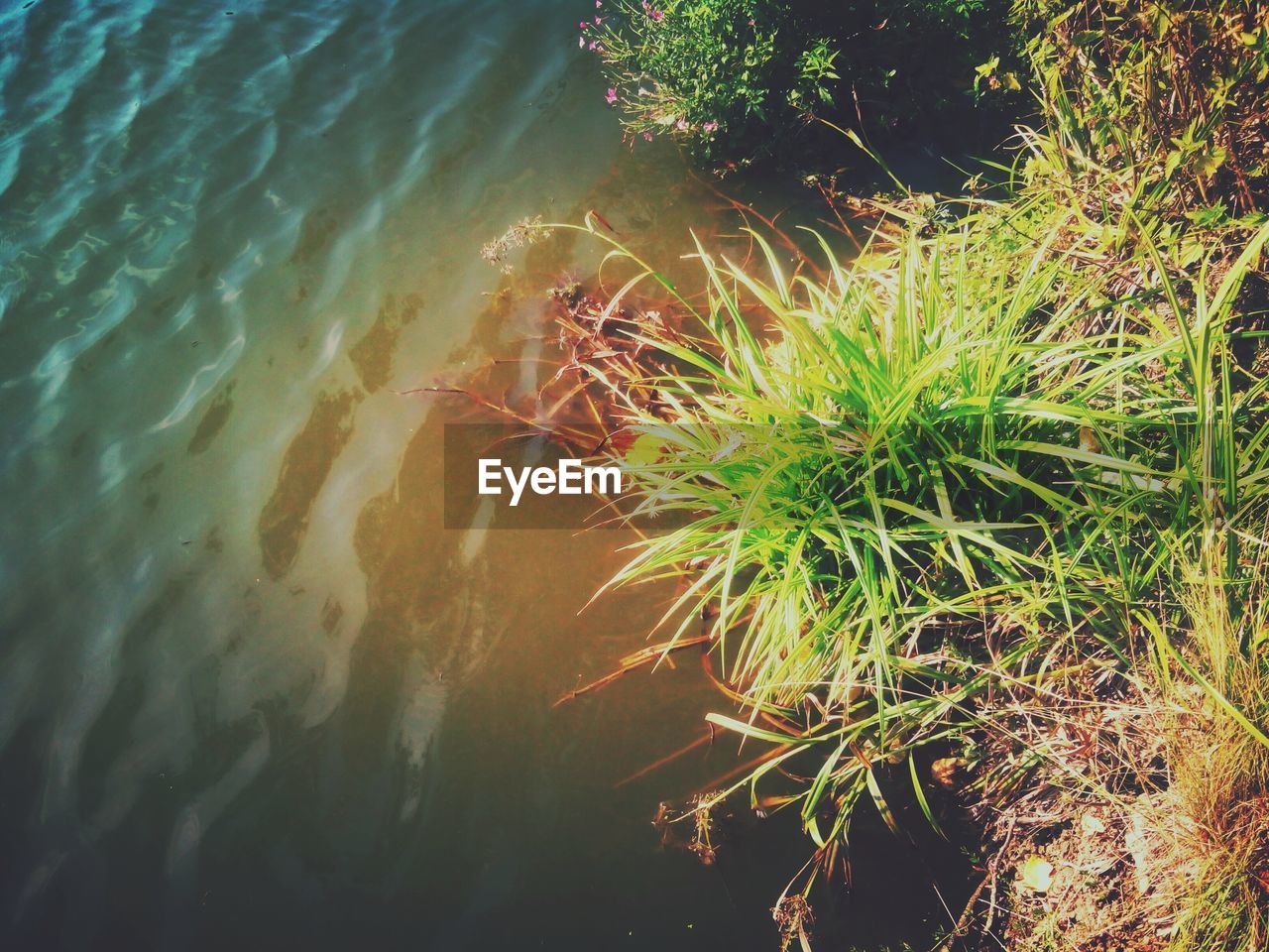 TREES IN WATER