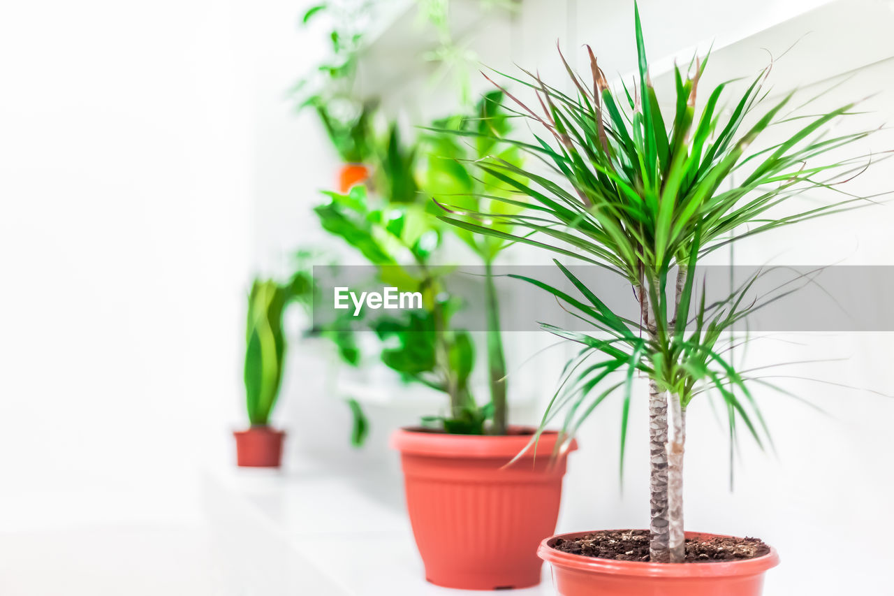 CLOSE-UP OF POTTED PLANT IN POT