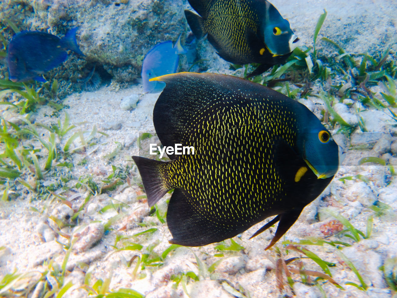 FISH SWIMMING IN SEA