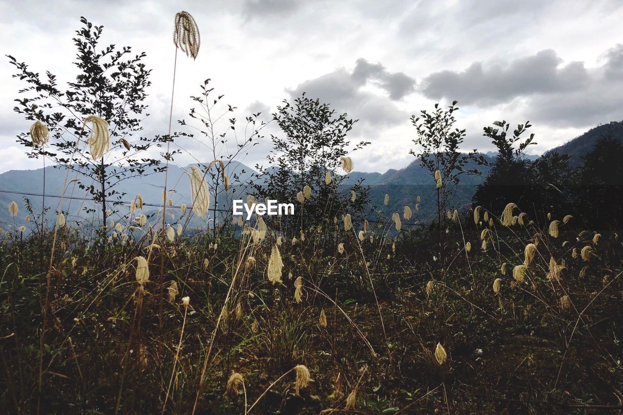 PLANTS GROWING IN FIELD AGAINST SKY