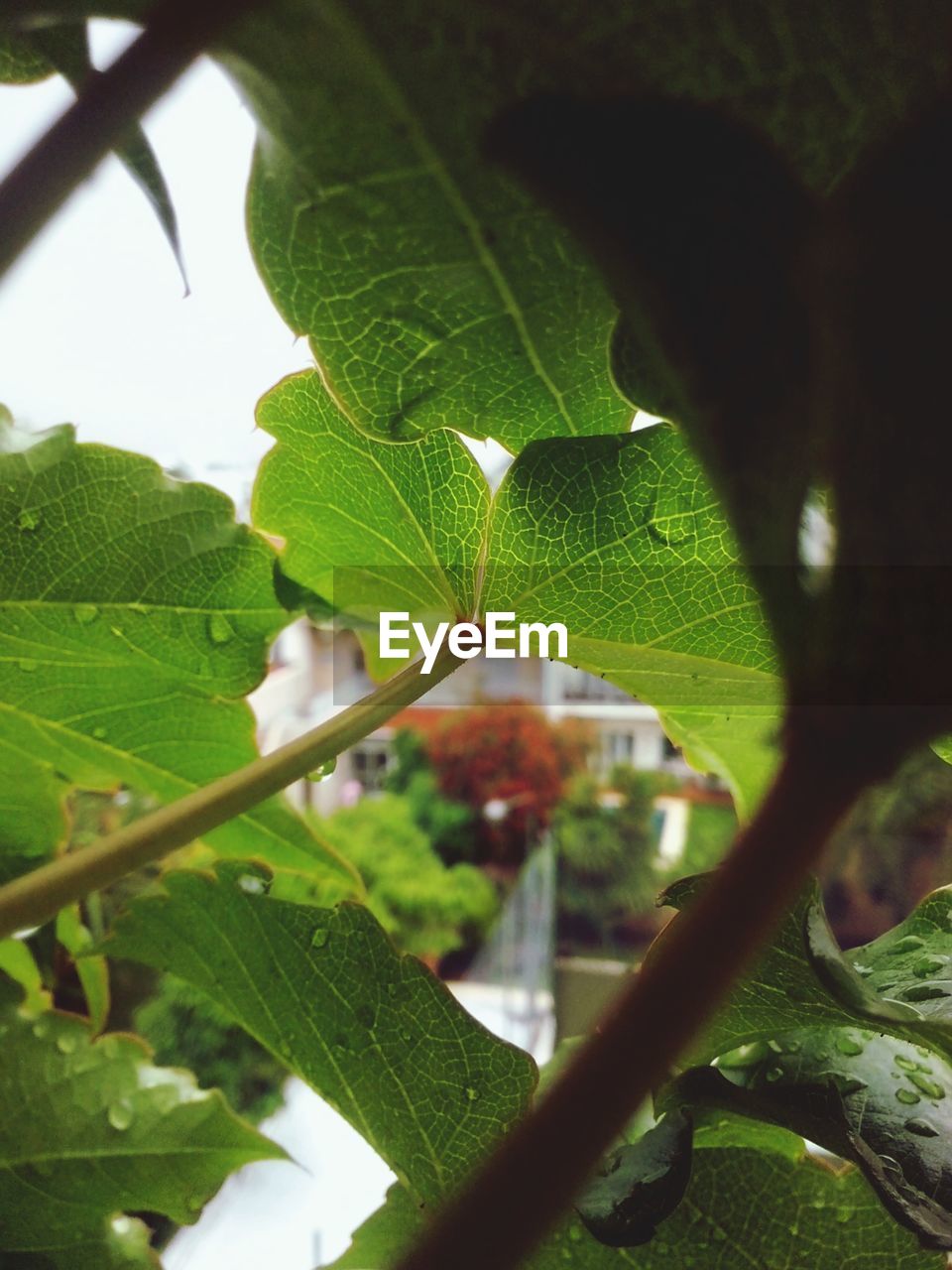 CLOSE-UP OF LEAVES