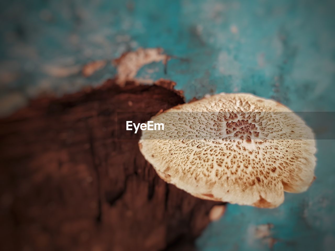 Close-up of mushroom growing on  abandoned object