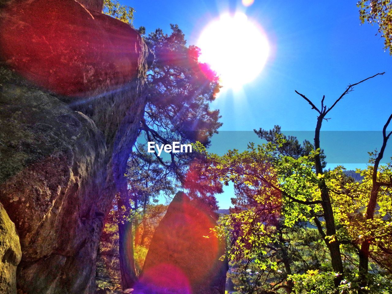 Low angle view of trees against sky