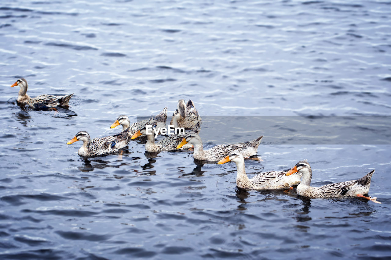 Ducks swimming in lake