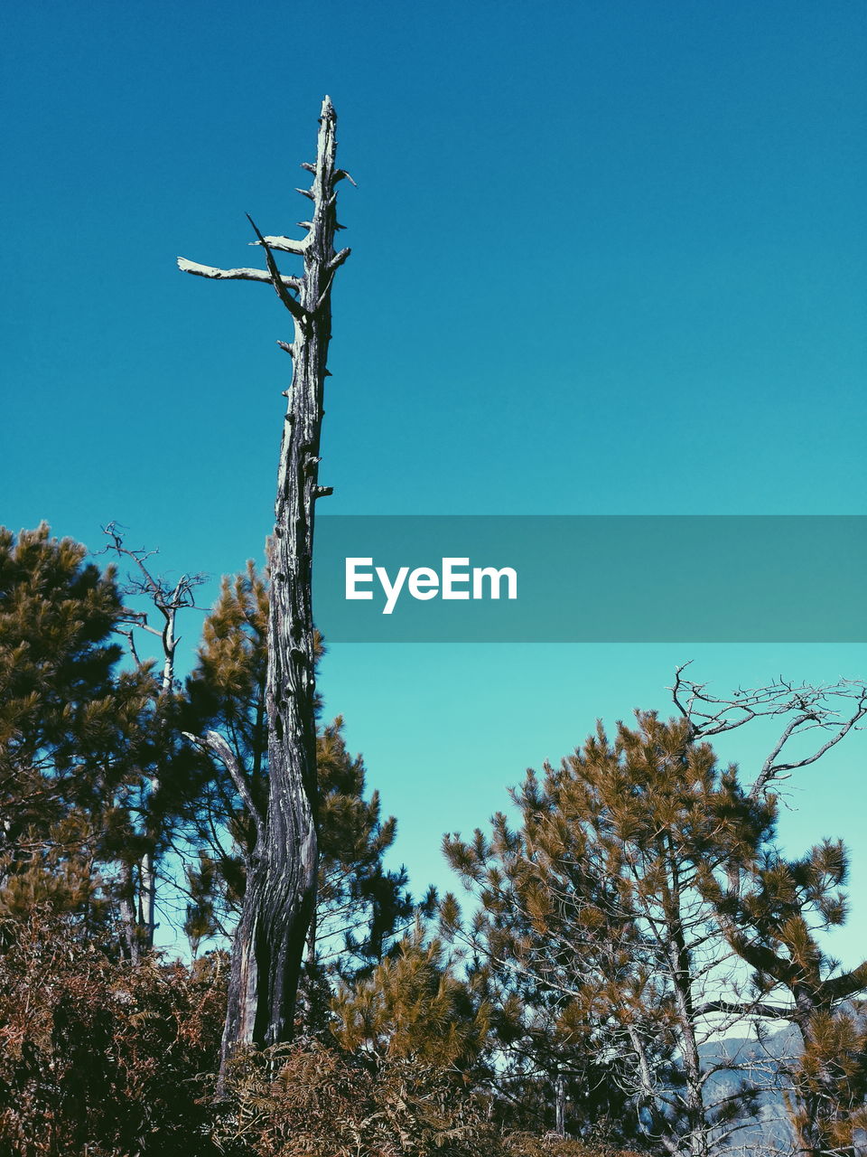 LOW ANGLE VIEW OF BARE TREE AGAINST BLUE SKY