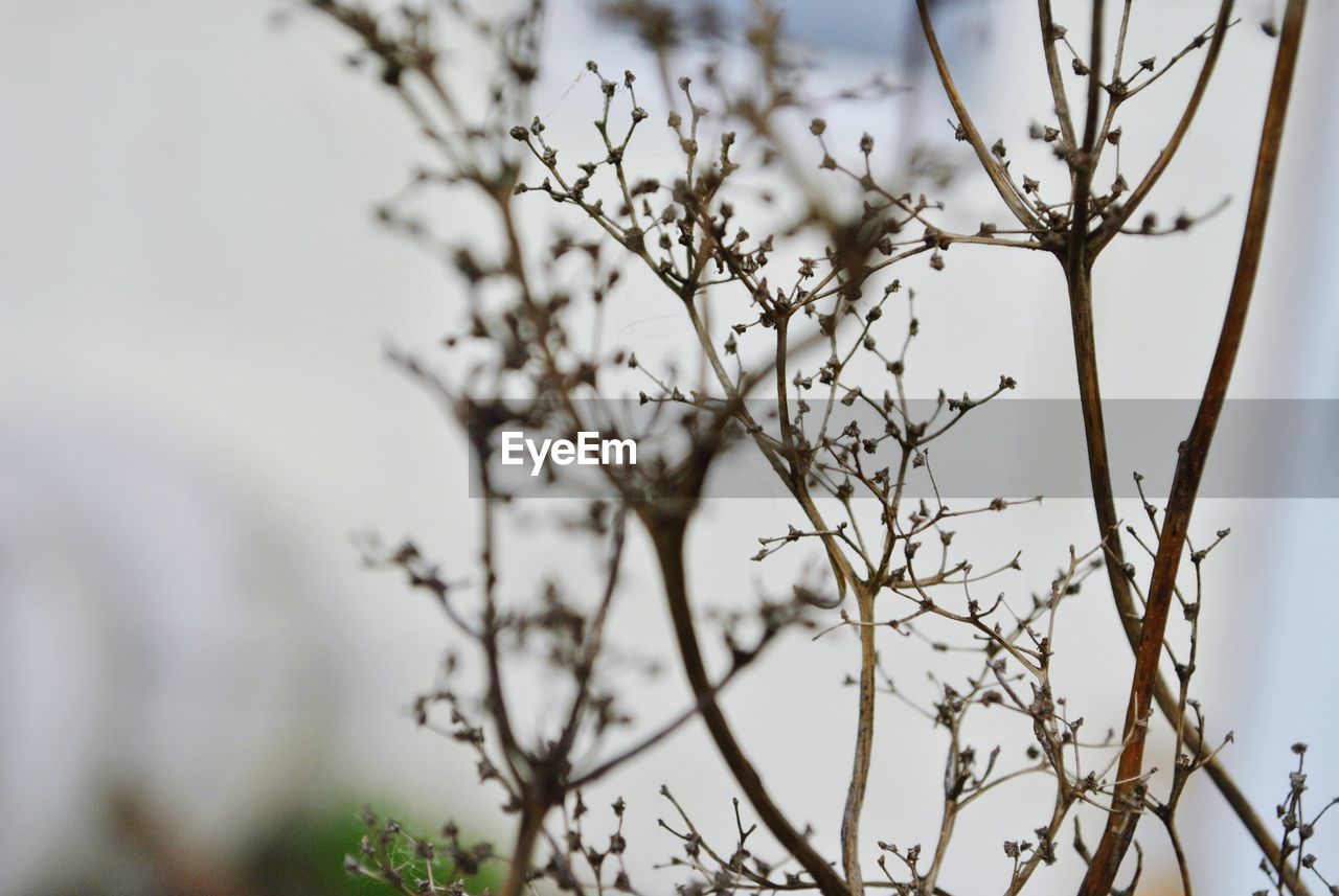 LOW ANGLE VIEW OF WHITE FLOWERING PLANTS AGAINST SKY