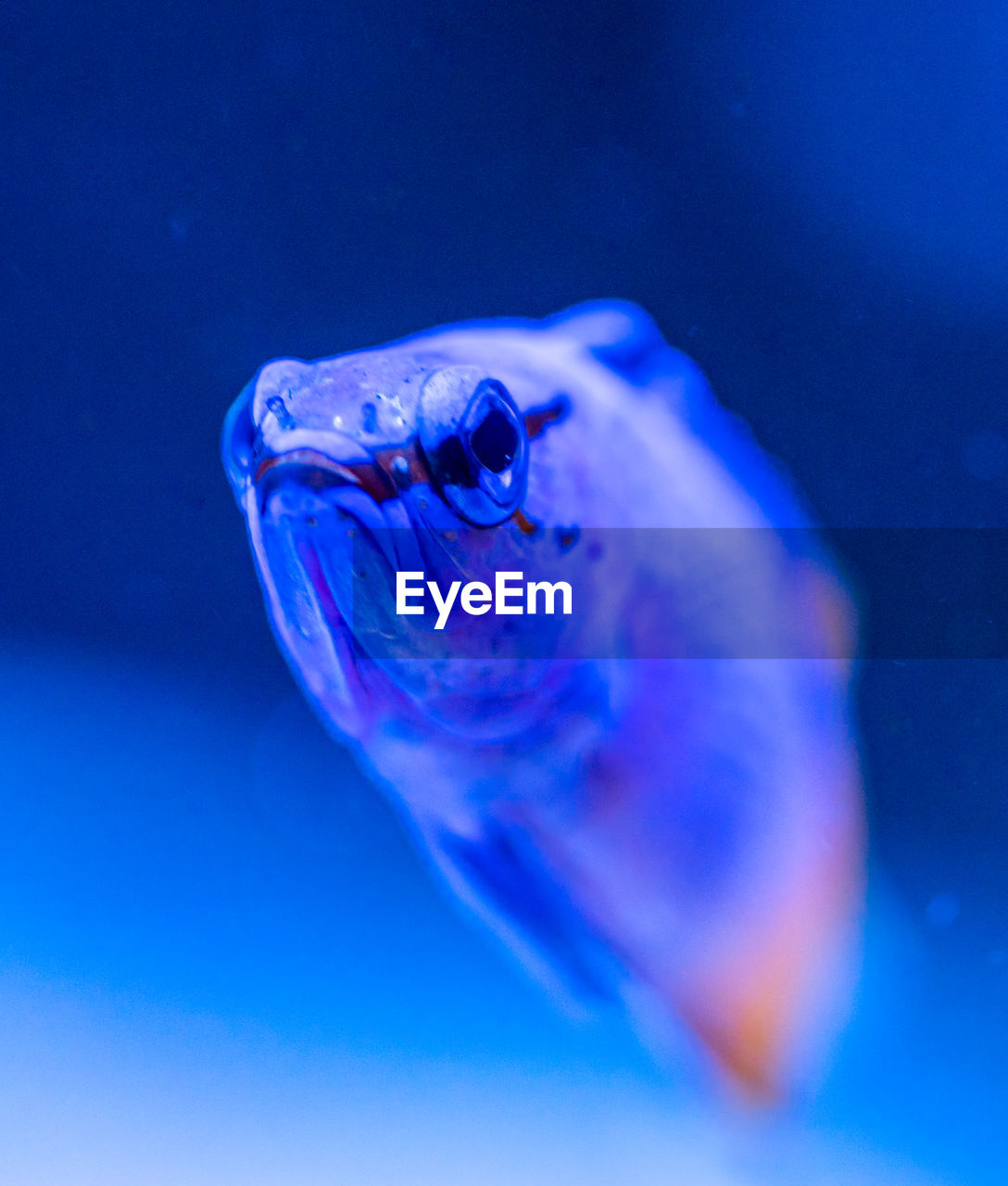 Close-up portrait of fish underwater