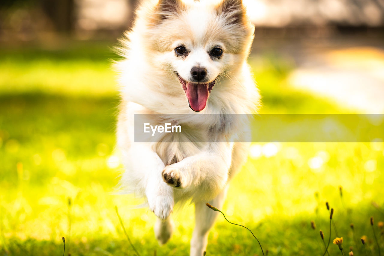 Cute pomeranian dog runs towards the camera