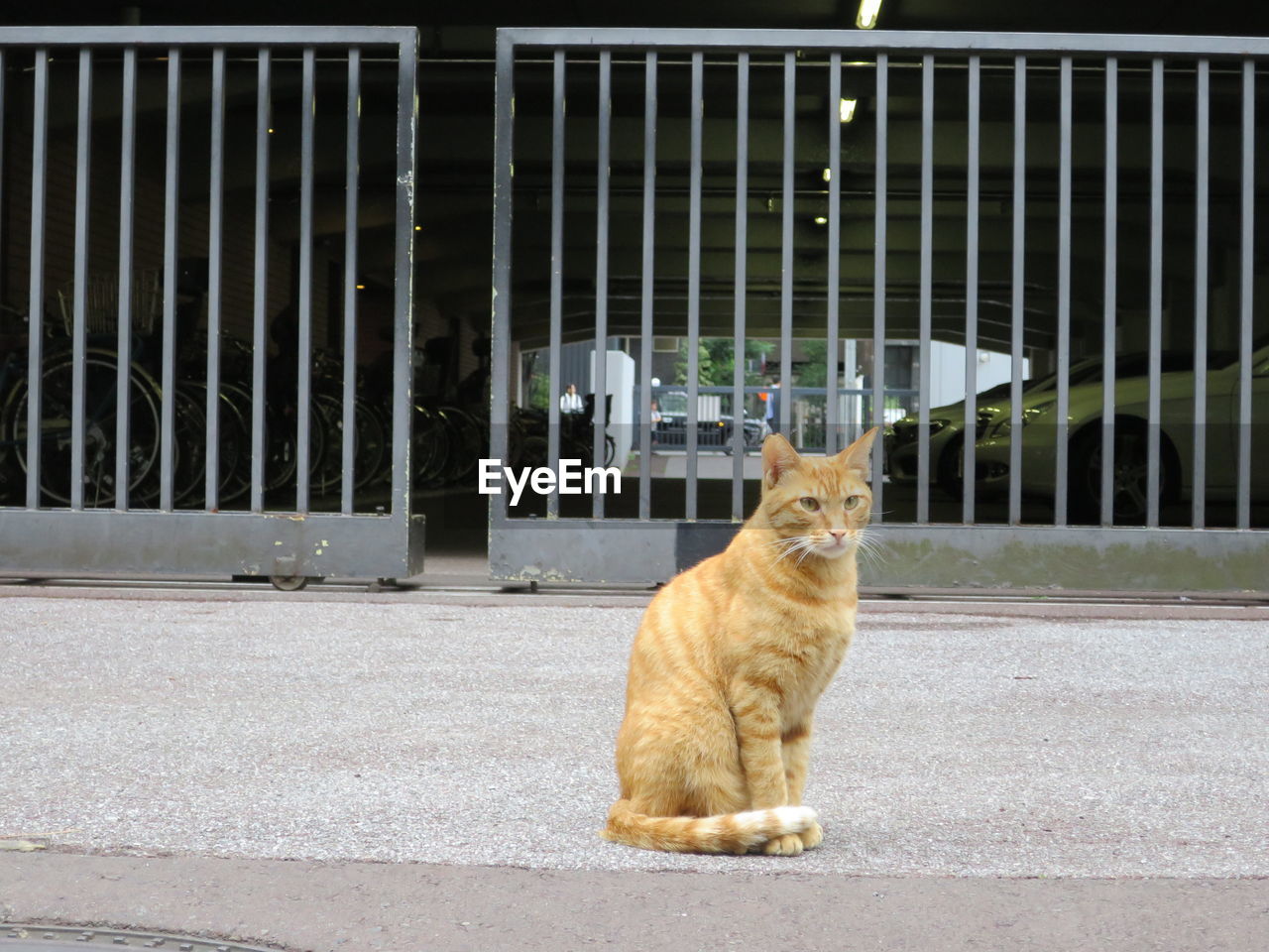 Portrait of cat sitting outdoors