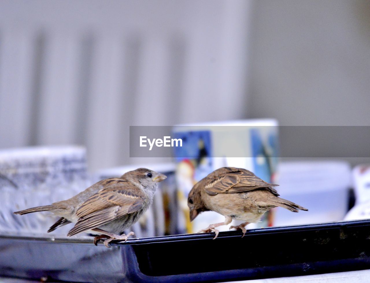 BIRD PERCHING ON TABLE