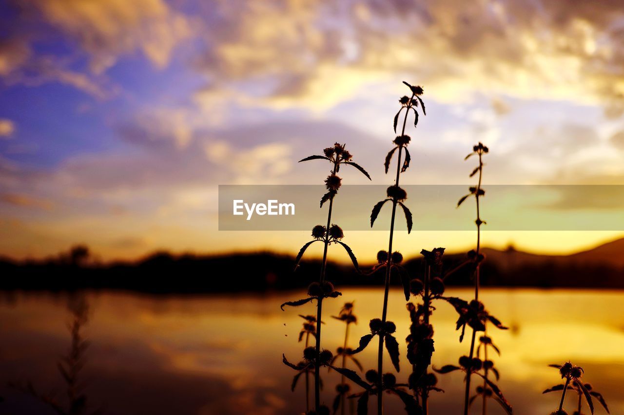 Silhouette plants by lake against sky during sunset