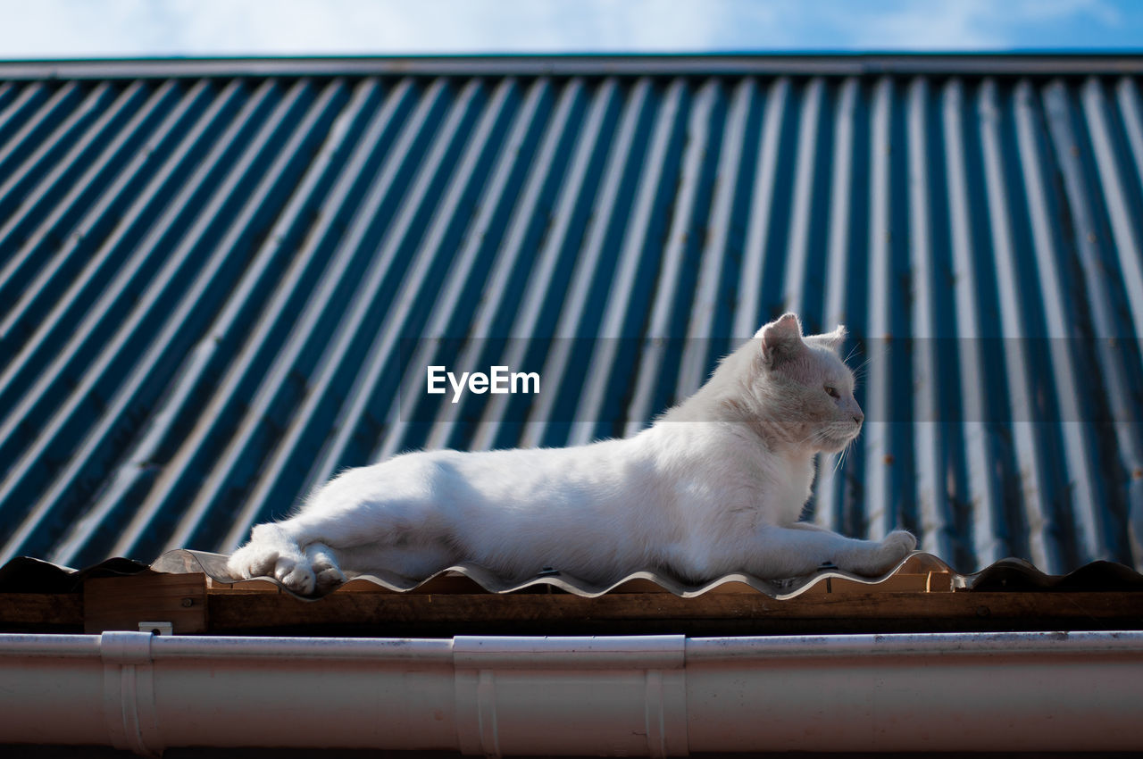 Close-up of cat sitting on roof