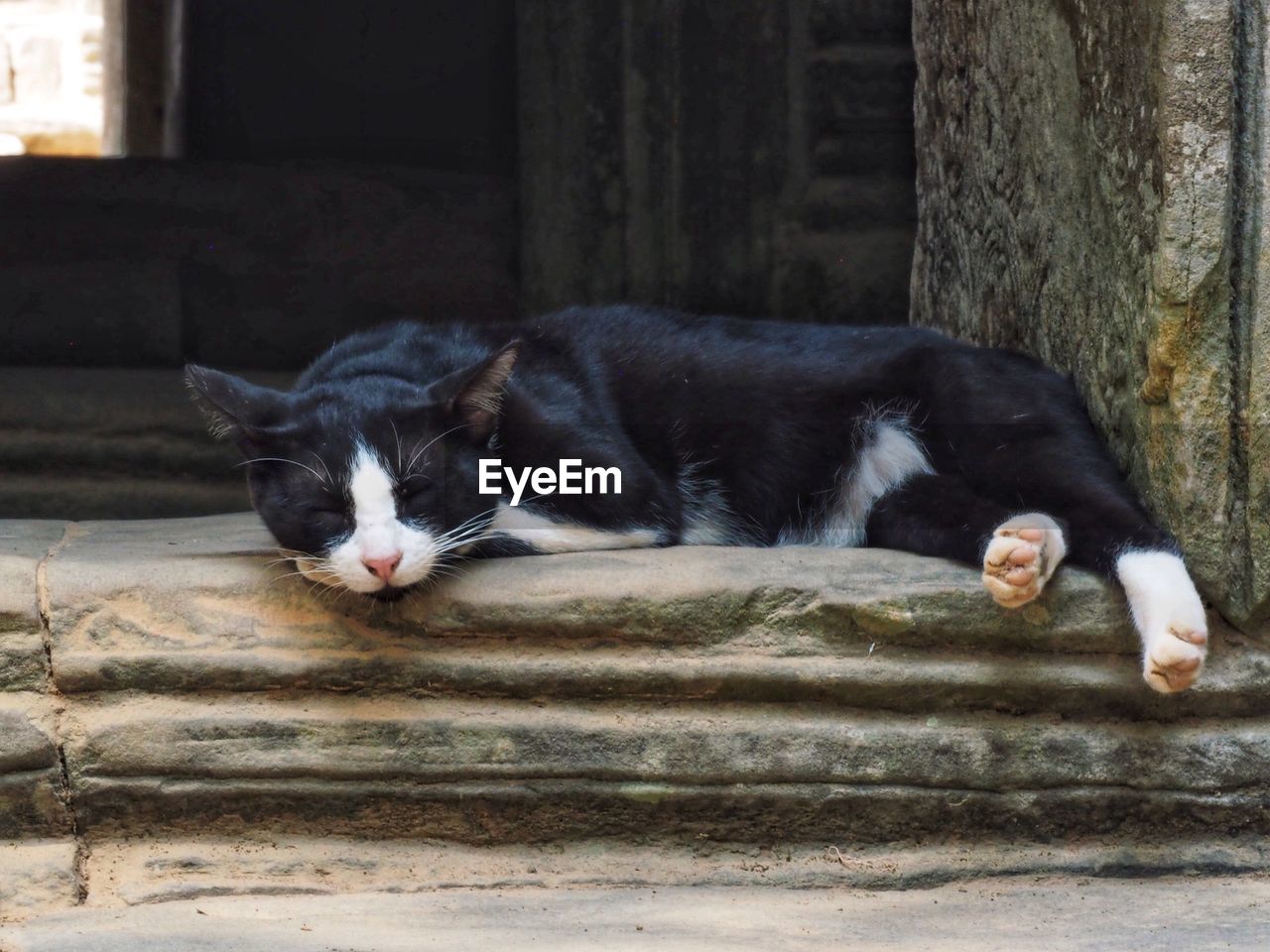 CAT SLEEPING IN A HORSE