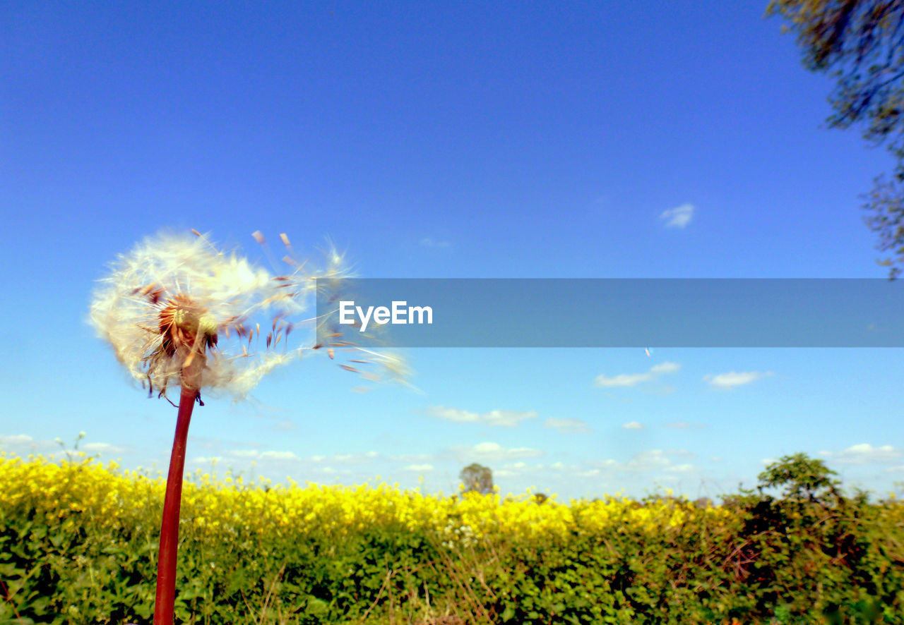 LOW ANGLE VIEW OF DANDELION FLOWERS