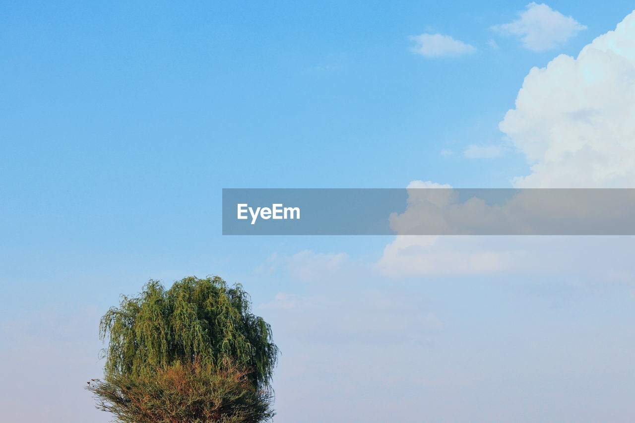 Low angle view of tree against sky