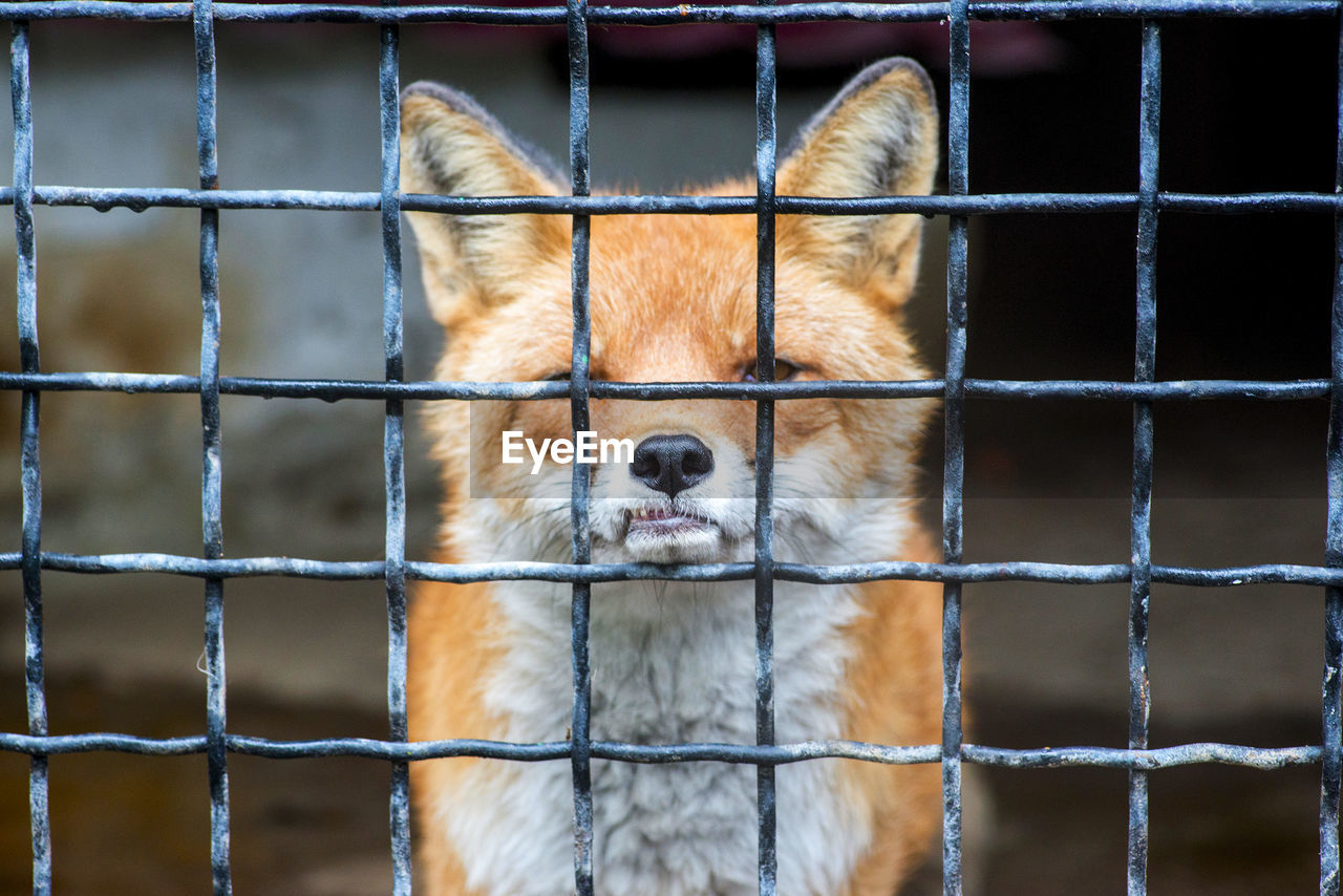 close-up of fox standing on fence