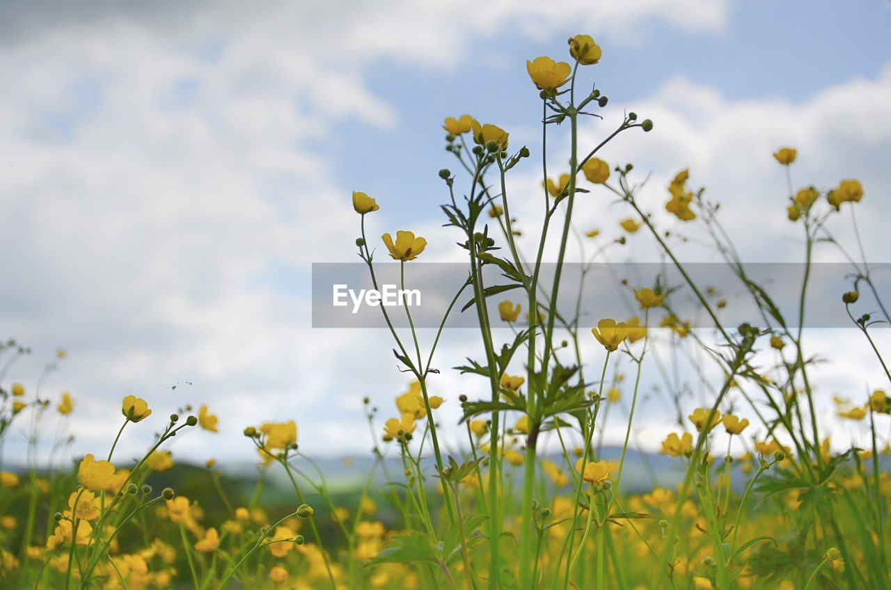 CLOSE-UP OF YELLOW FLOWERING PLANTS AGAINST SKY