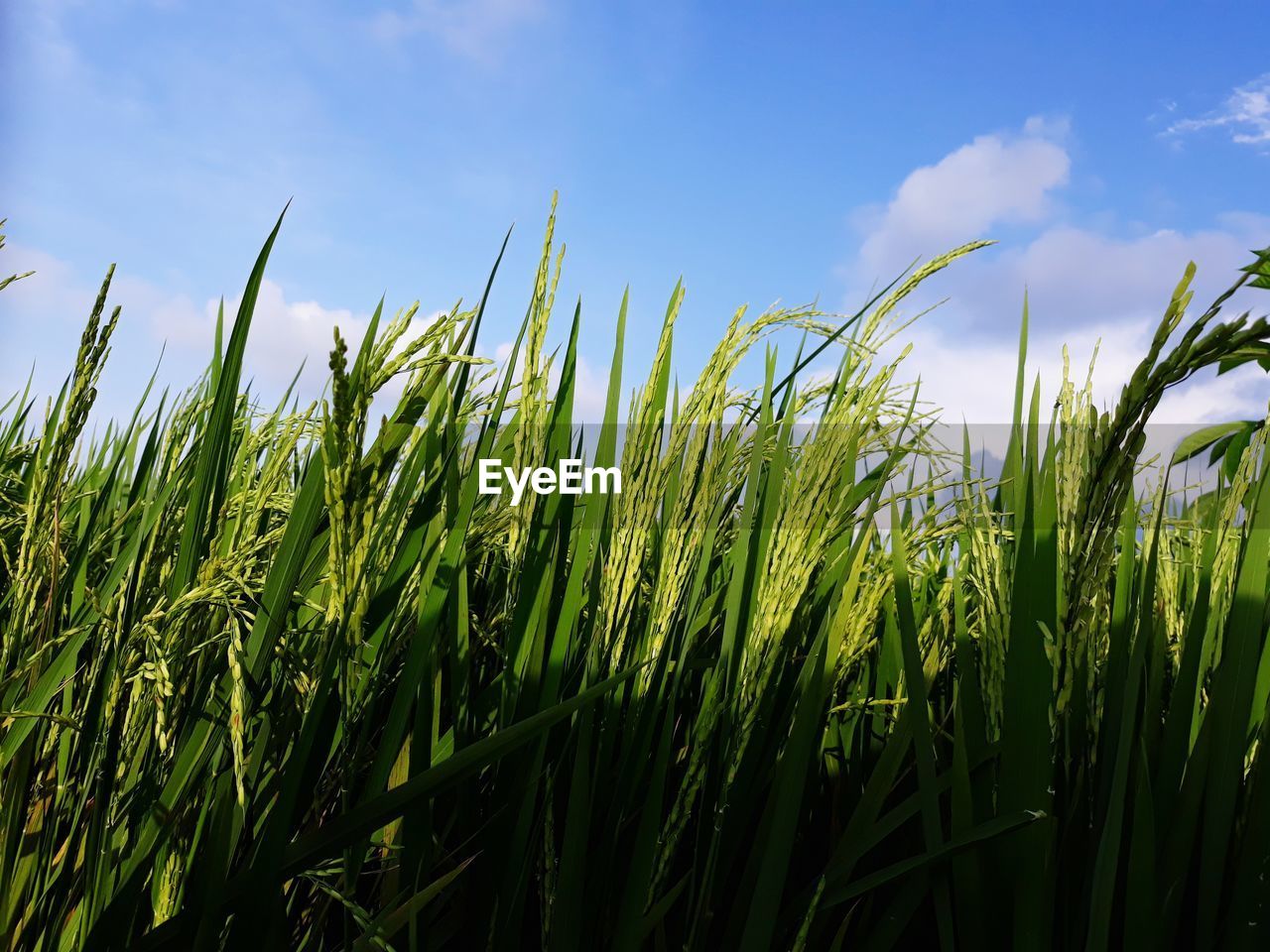 CLOSE-UP OF WHEAT FIELD